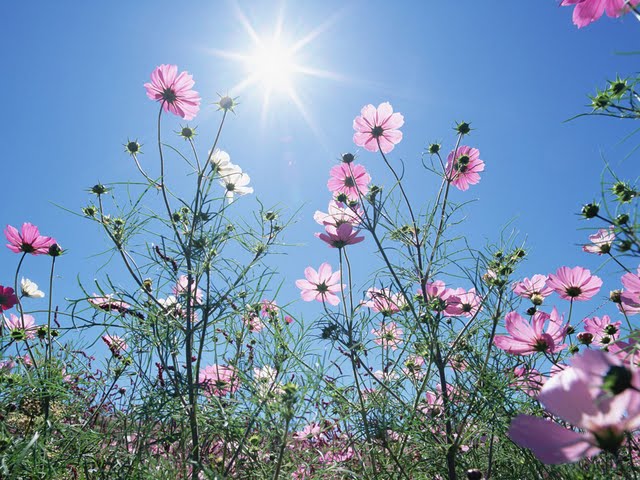 cosmos flowers in sunny sky wallpaper 103302