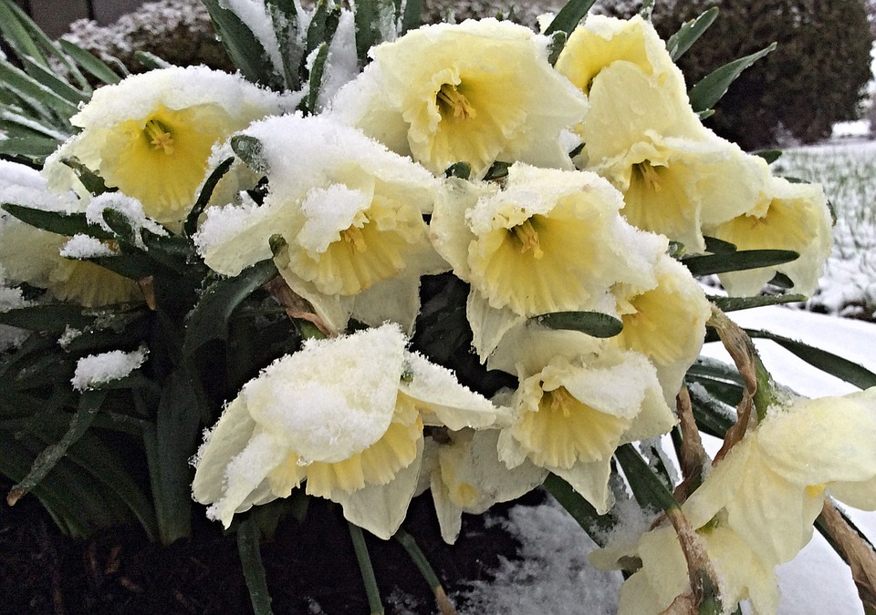daffodils 670406 960 720